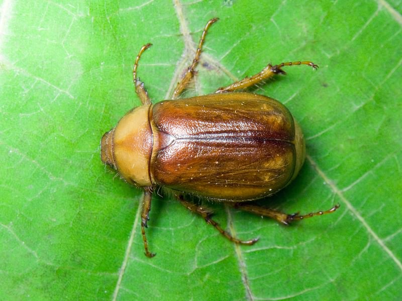 Rhizotrogus aestivus (Olivier, 1789)